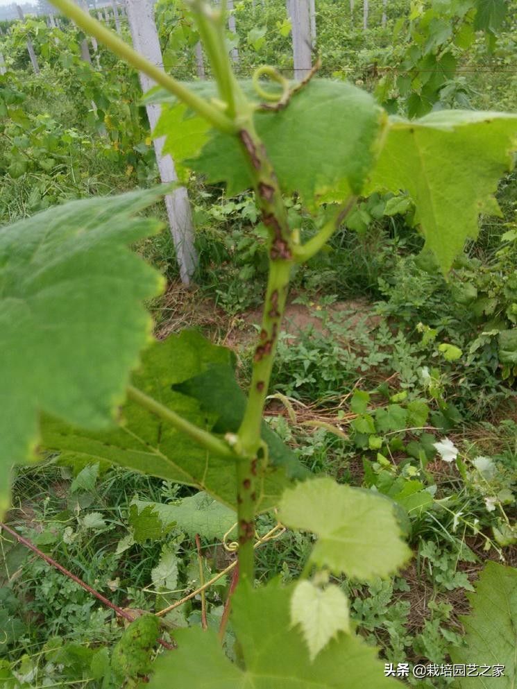 病害：这些图例都是黑痘病，危害很大，注意平时防范