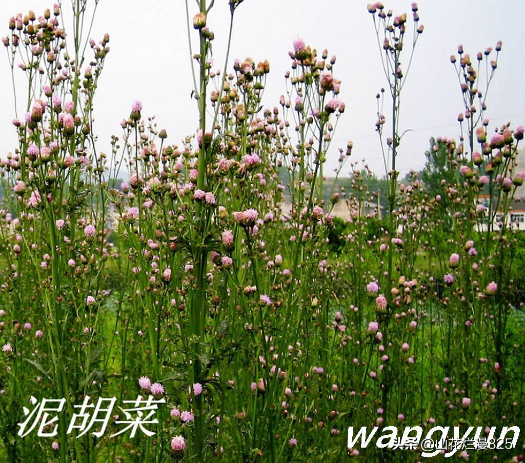 野生菊苣的辨认与图片,野菜苦菜识别方法