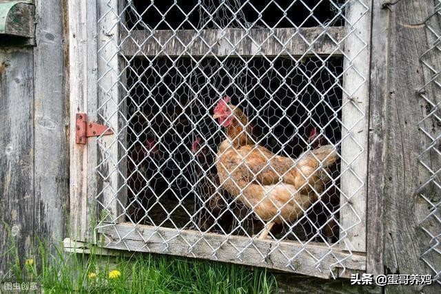 养鸡葡萄球菌怎么治,鸡葡萄球菌病防治