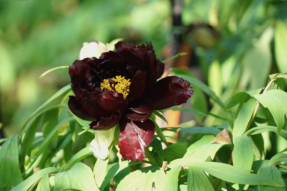 牡丹花；青山吹奏《太湖美》（C调）半音阶口琴演奏