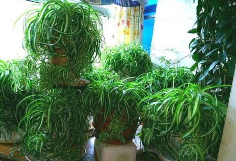 用这种“特效水”养绿萝吊兰,叶片绿油油,新芽蹭蹭长,不黄叶