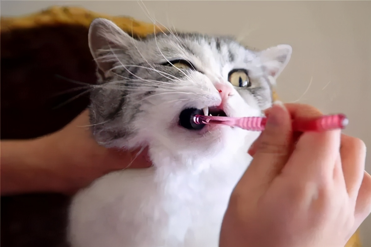 猫咪蛀牙可以洗掉吗,猫咪牙齿蛀牙怎么办