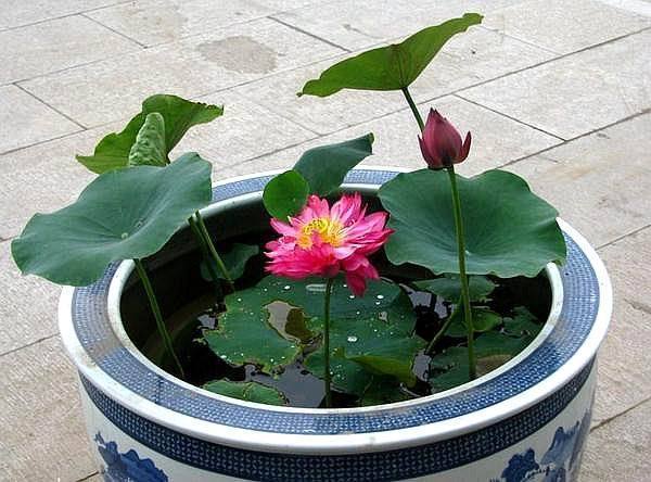 王阿姨买藕自己养，放在大缸里长出满缸，放点小鱼意境好