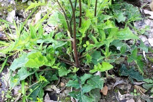 有种野菜叫黄花菜怎么吃,看黄瓜须就知道黄瓜缺什么