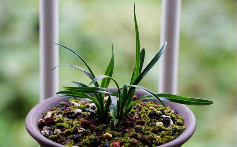 兰花脱水怎么补救,兰花根系脱水怎么治