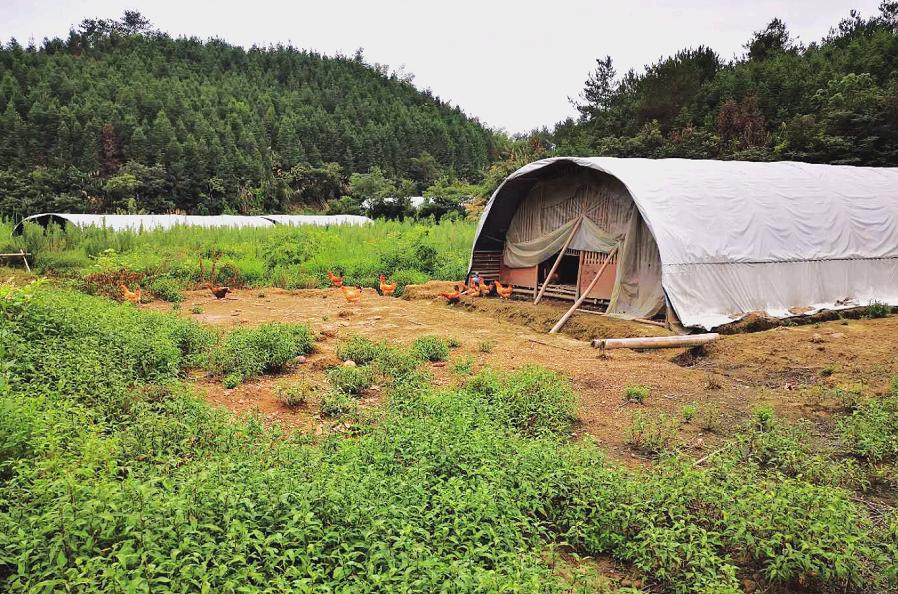 900元开启养鸡路，10年九死一生，创出“百草鸡”