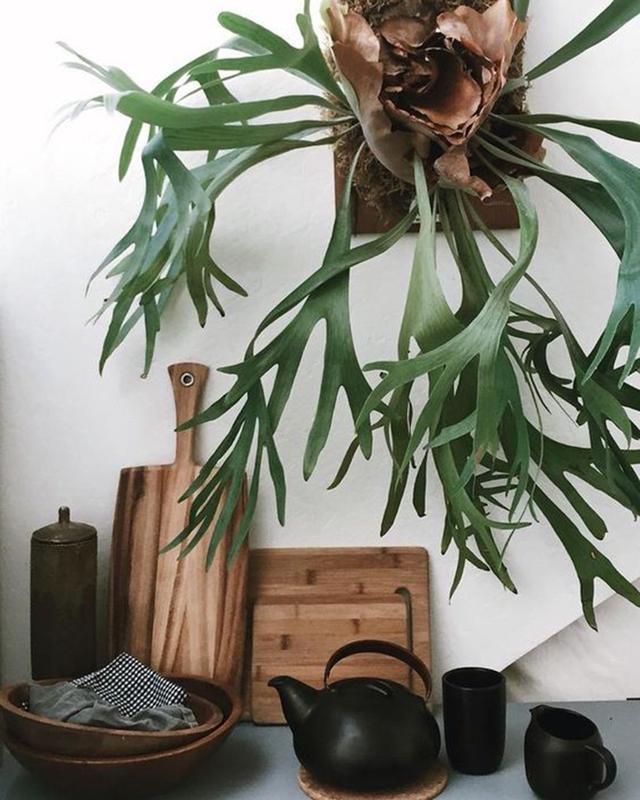 这五种盆栽太珍贵,除了蕨类还有哪些盆栽绿意盎然