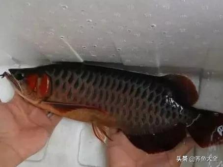 为什么龙鱼鳞片会被灯光烤黑,龙鱼混养红龙发色