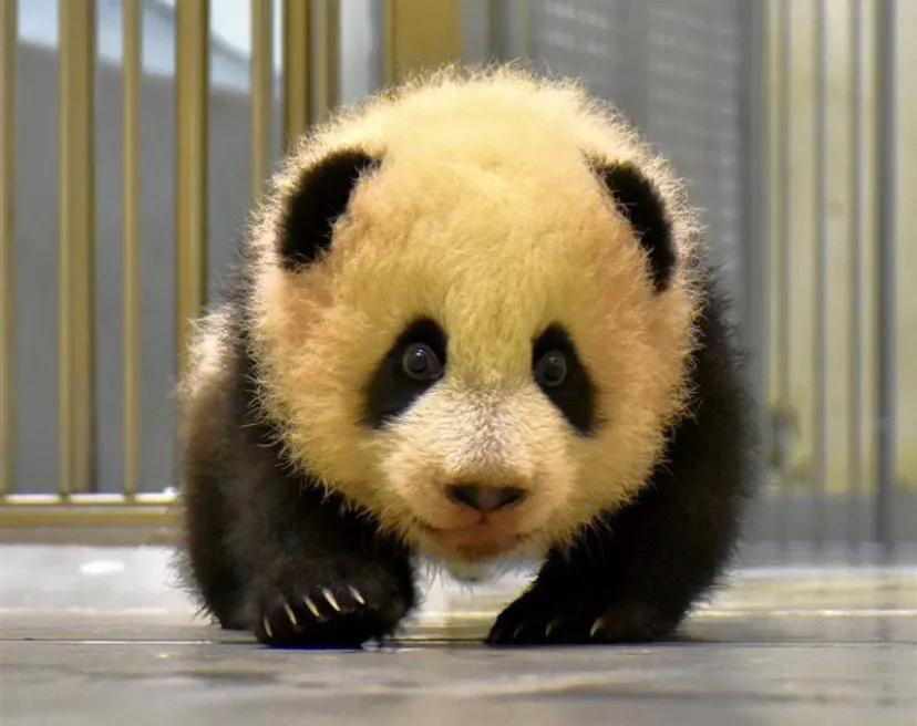 我叫“圆宝”我今天一岁了