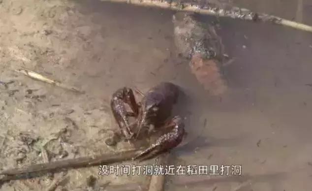 小龙虾越冬管理方法,小龙虾过冬怎么人为解决