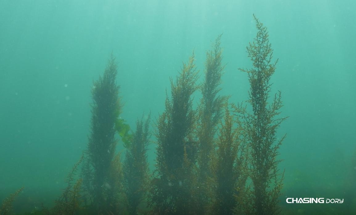 潜行多睿水下黑科技,潜行多睿潜水测评