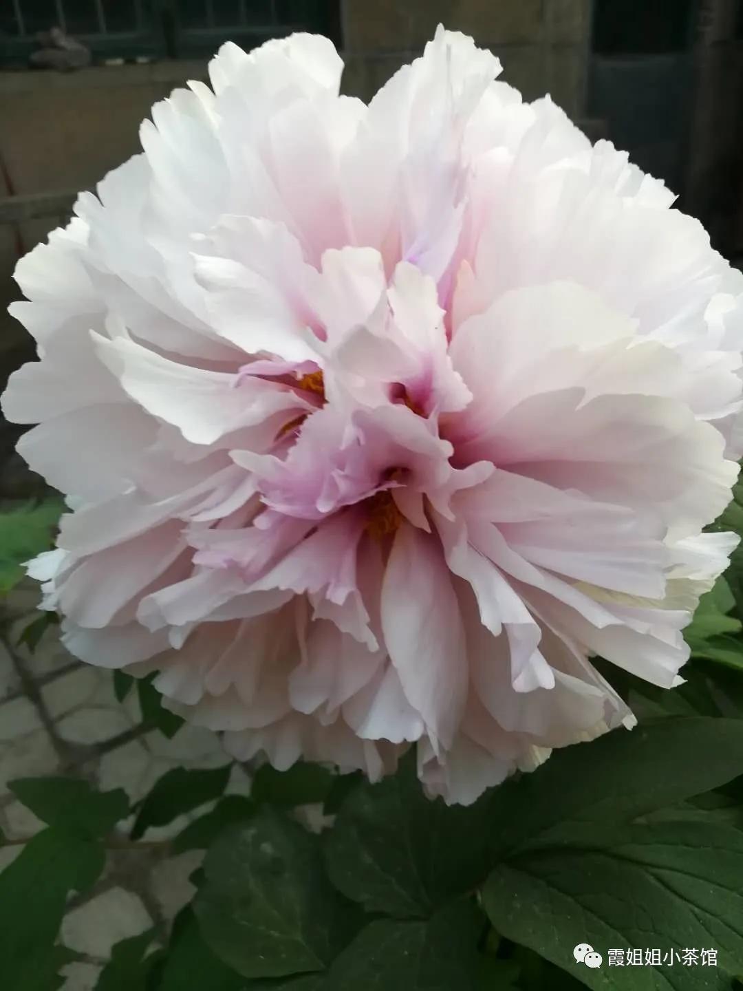 怒放的生命完整版,怒放的生命女声完整版