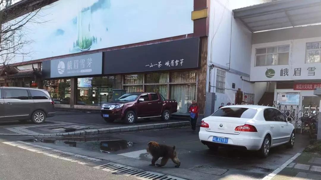 峨眉山这个让人担心的小精灵，已顺利回营