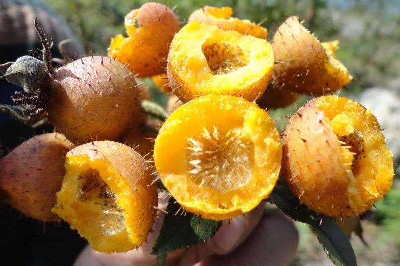 榴莲最便宜的水果,和榴莲一个档次的水果有哪些