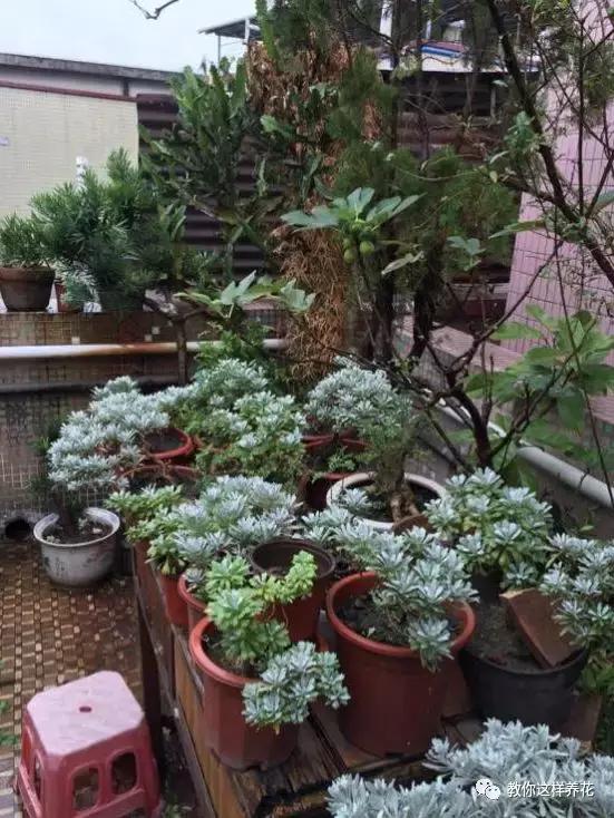 室内养什么花去味,什么花能净化空气除异味