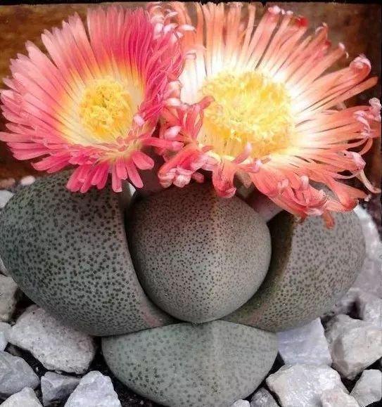 多肉生石花好看视频,多肉生石花开图