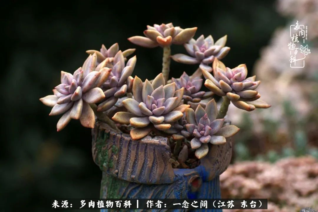 一见多肉误终生,一见多肉误终生从此入了养花坑