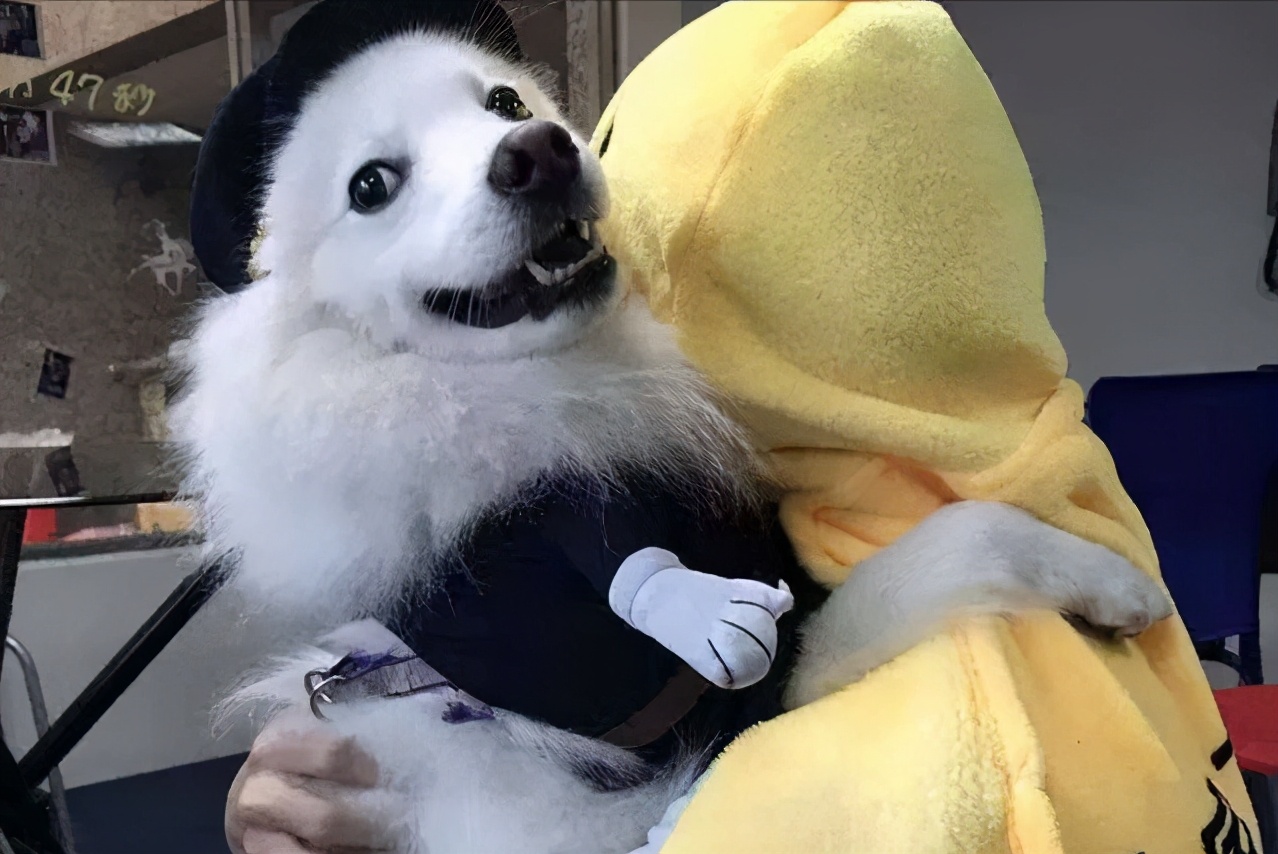 萨摩耶一生识多少主人,萨摩耶的一生