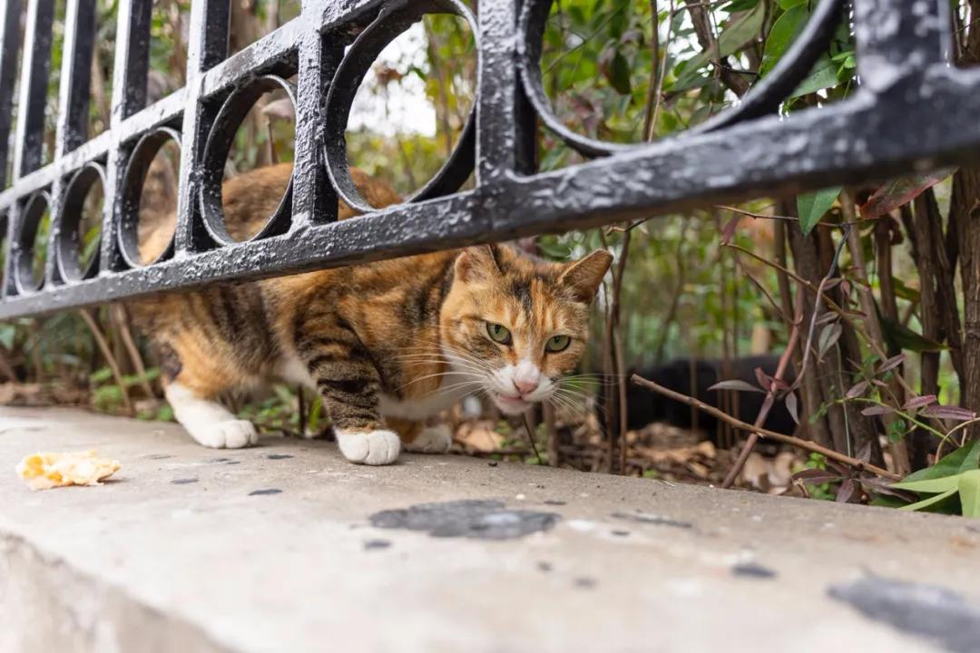 腾龙75-180与85定焦镜头,超值长焦定焦