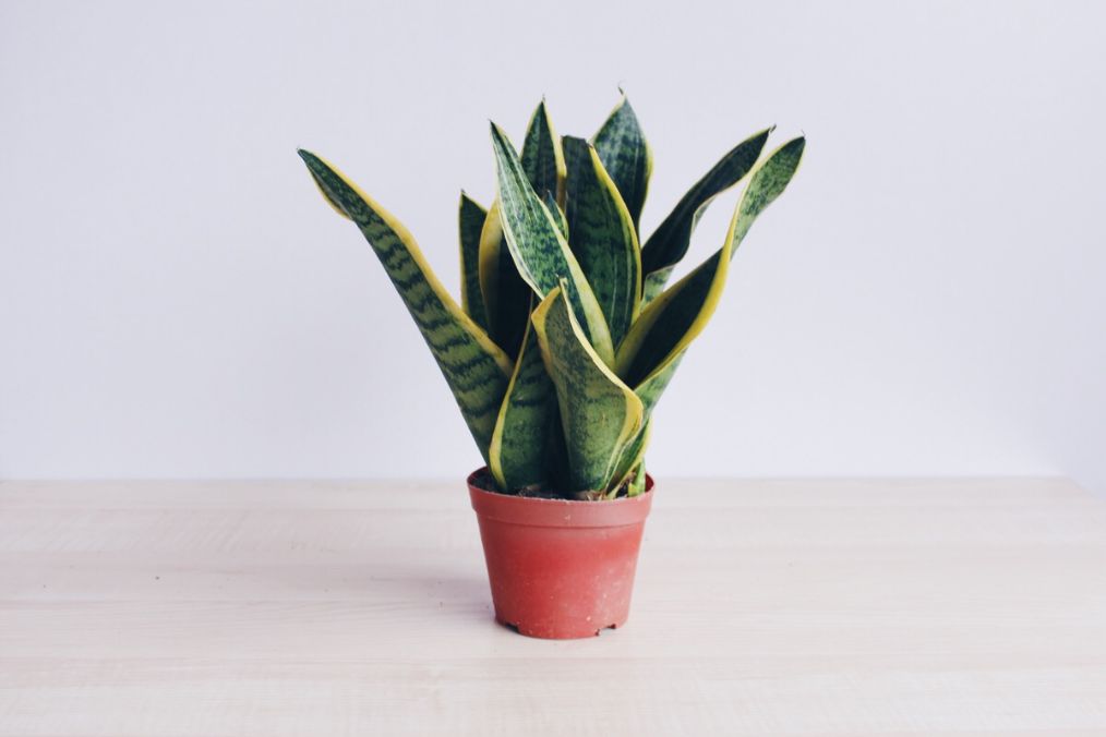 新手怎么养好虎皮兰,虎皮兰怎么养才能爆盆