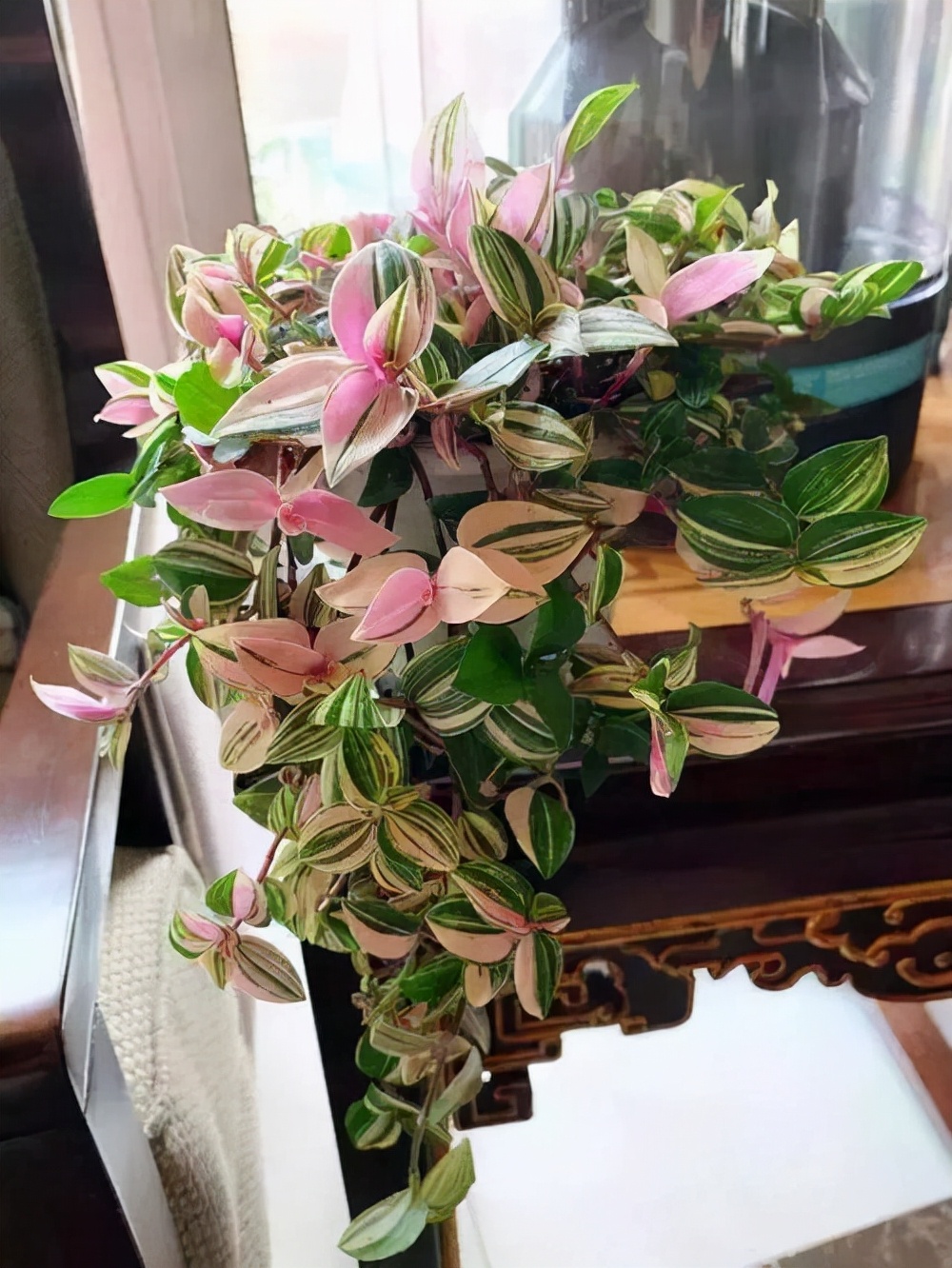 观花最好养的植物,5-10月适合养什么花