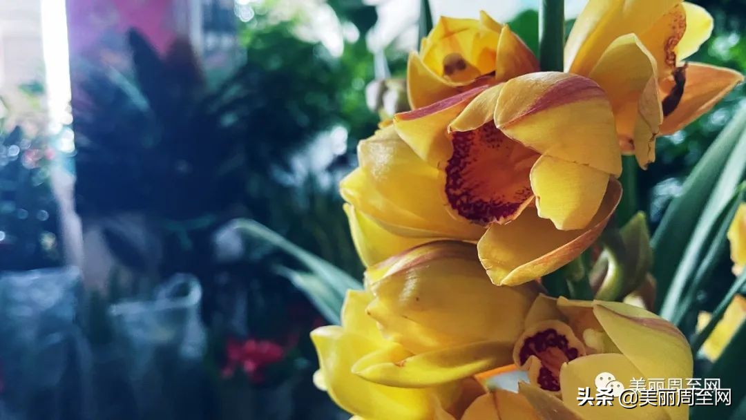 春节临近，周至这条街的花市升温！你知道哪些花最受欢迎吗？