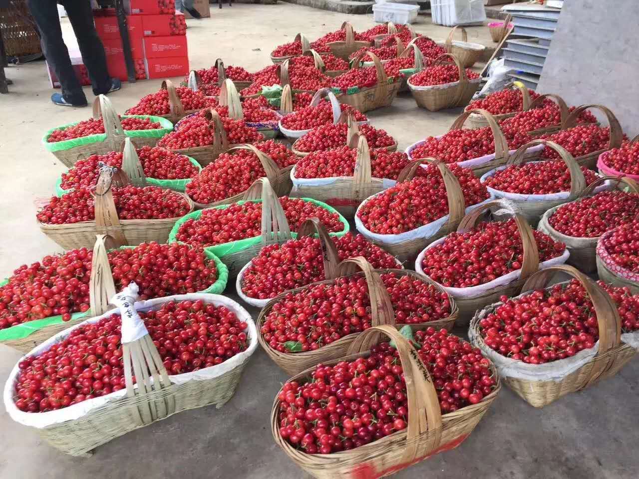 黄草樱桃是什么品种,米易黄草樱桃跟西昌樱桃有啥区别