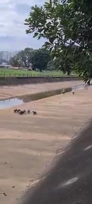 新加坡打架最惨烈的一次,新加坡出租车司机种族冲突