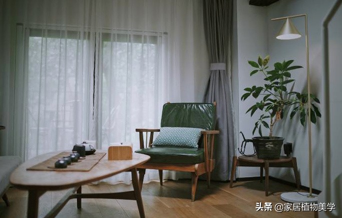 假期中,家里的「留守植物们」该怎么办呢?