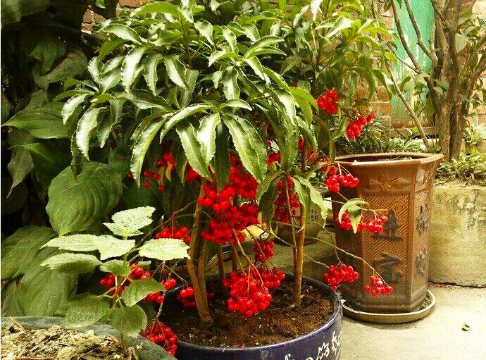 黄金万两换盆后叶子掉光了,黄金万两叶子发黄脱落怎么补救