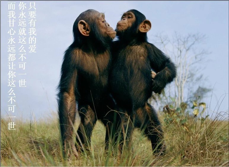 我只想说声爱你,只想再爱你一次