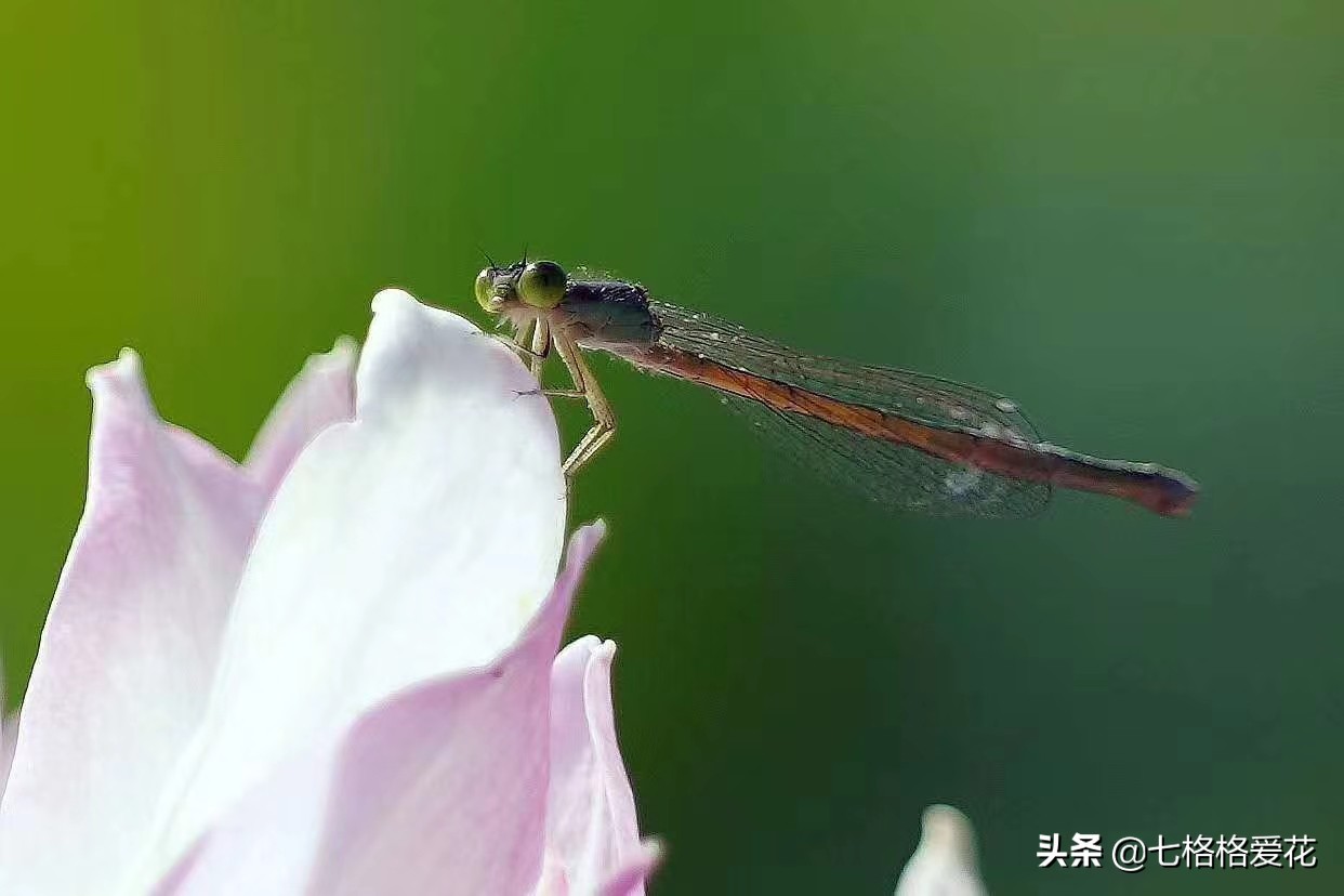 荷花年年开，看荷的人儿年年来，又闻荷花香