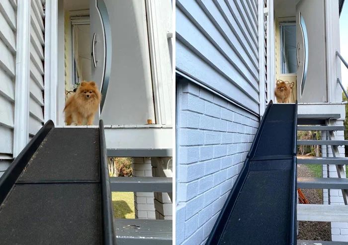 整天说爱狗，你究竟可以做到哪些呢？