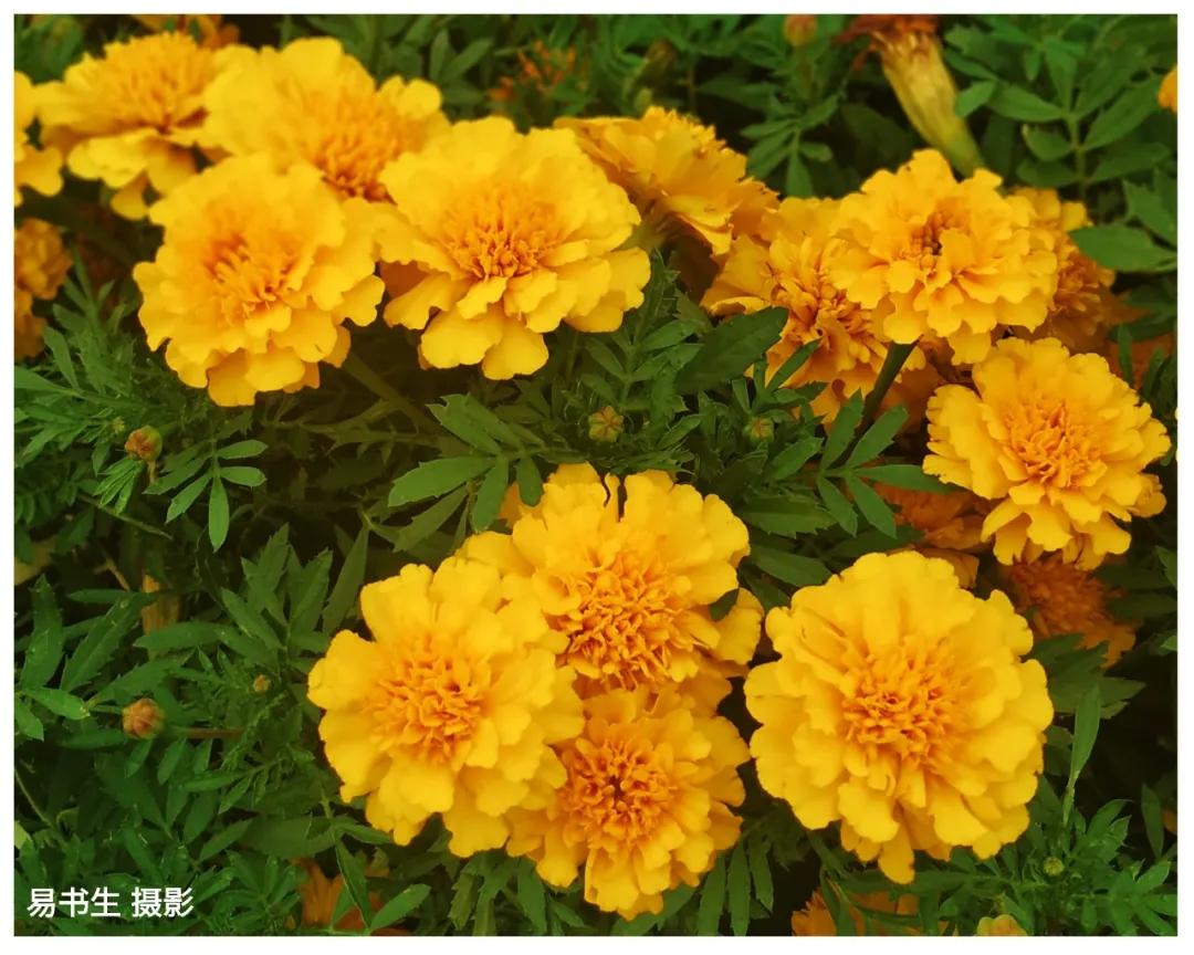 杨德振作家手记视频,作家手记梦中的考试杨德振