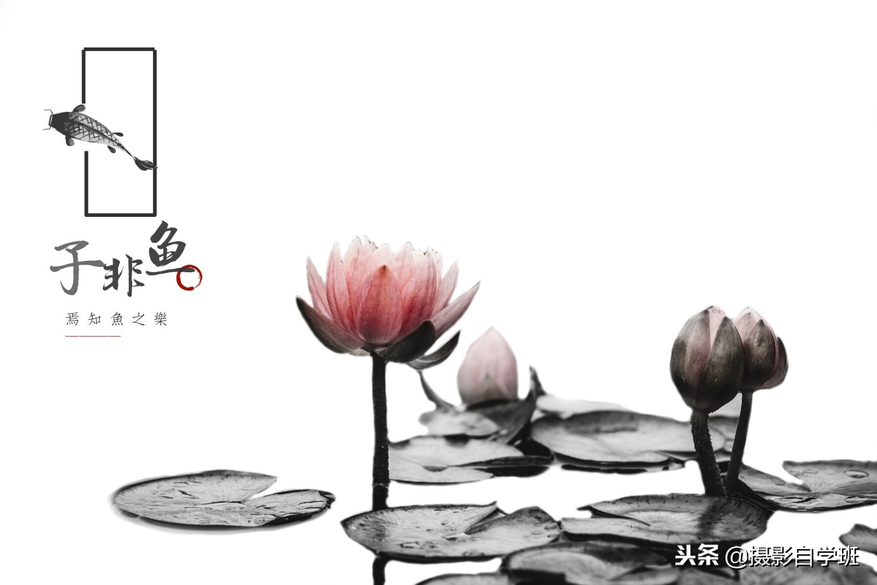 国画摄影照片,摄影怎么把图片弄成水墨画