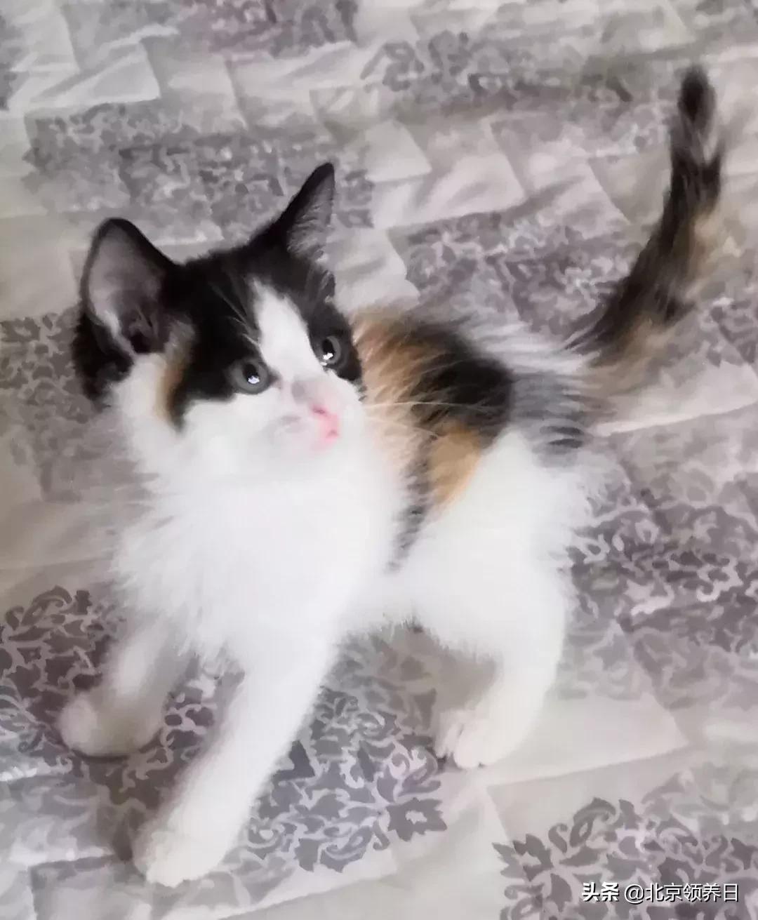 喵星人第二季,喵星人第2季免费观看