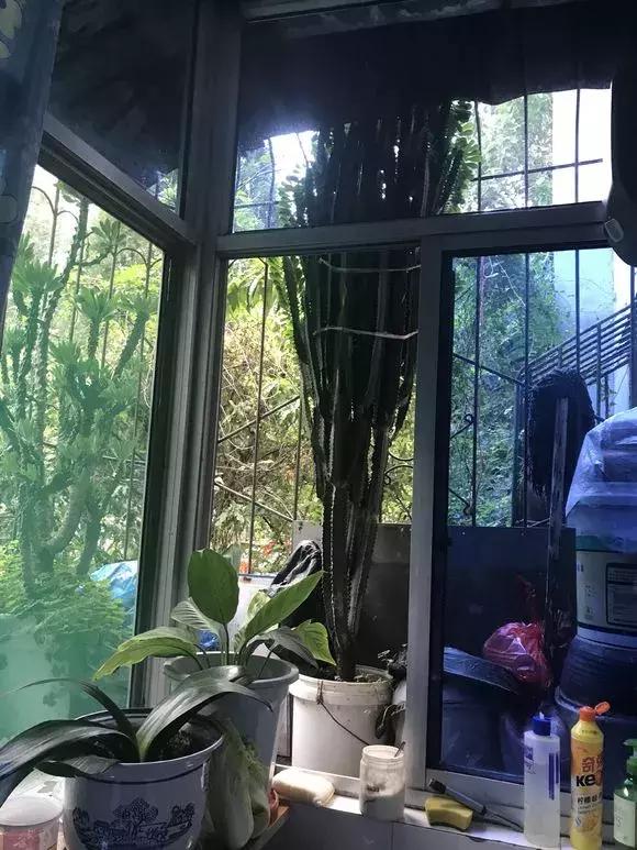 有什么花和草可以吸甲醛,家里养这2种花净化空气带来好运