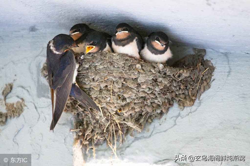 燕窝提问话术,燕窝讲实话