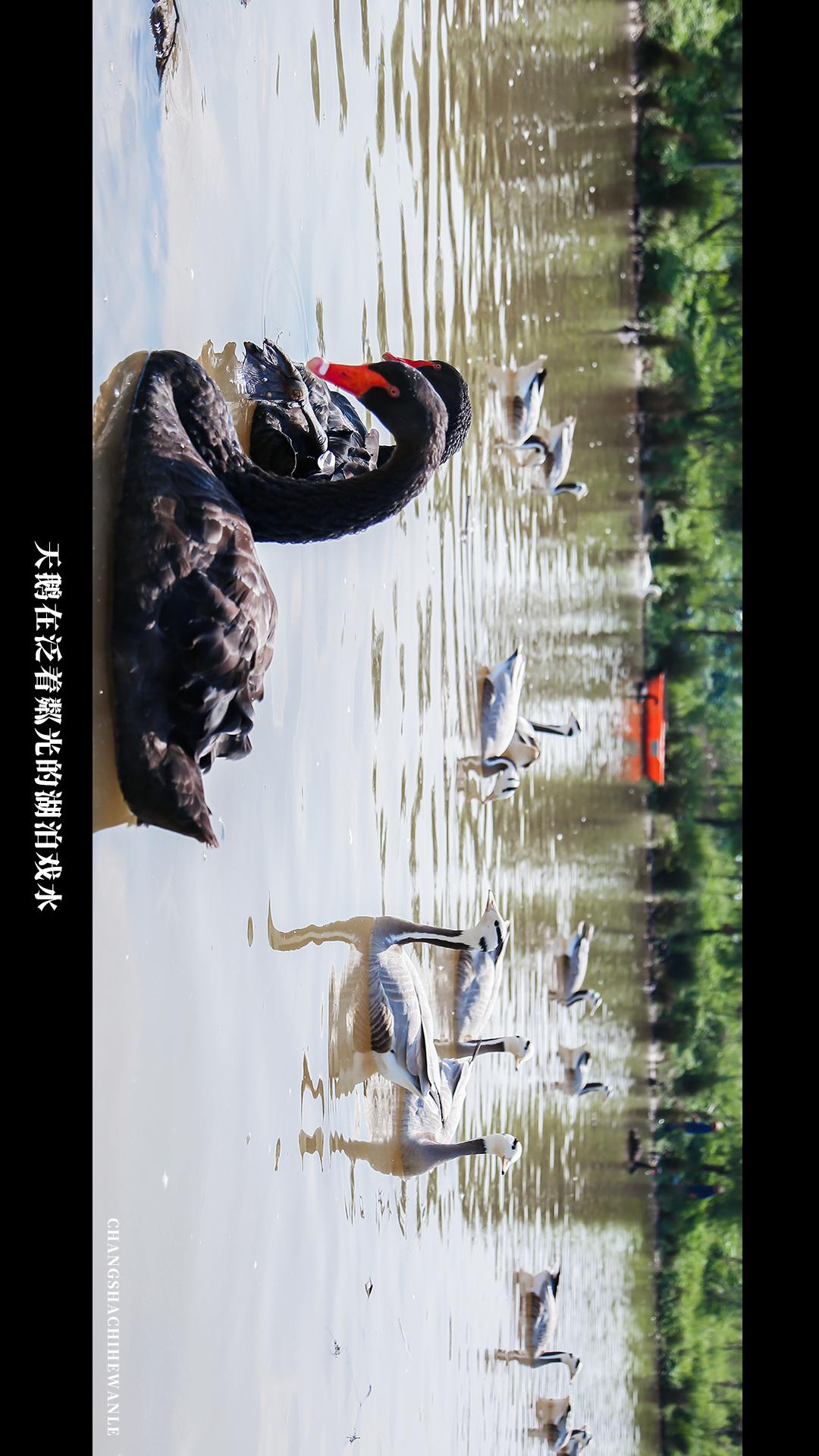 田园低空飞行,田园采摘之旅