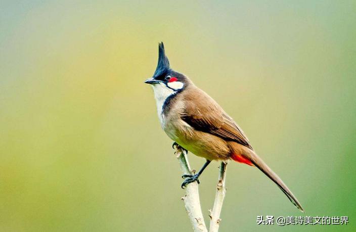 对方有老婆却逼自己下嫁,才女写了首霸气的拒绝诗,流传2000多年