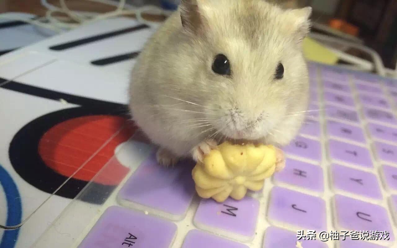 dnf魔笛使者皮特音乐叫什么名字,魔笛使者皮特的老鼠叫什么名字