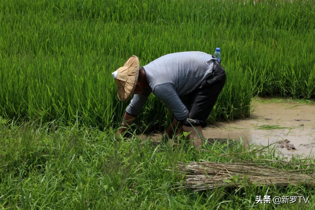 山水田园生态旅游节,山水文化旅游节图片