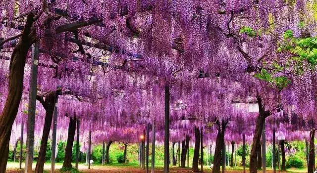 樱花散去!最美紫藤视觉盛宴来袭~