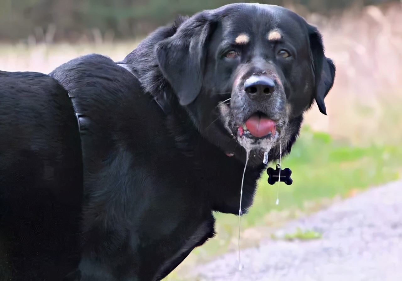 狗狂犬病发作的症状表现,得了狂犬病的狗是什么症状视频