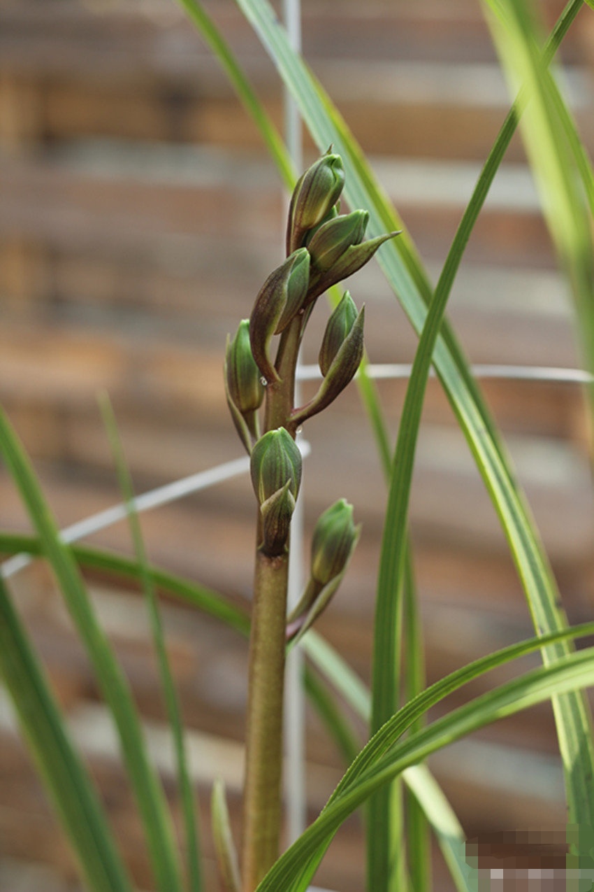 蕙兰老八种里最好看的品种,蕙兰中最值得入手的品种