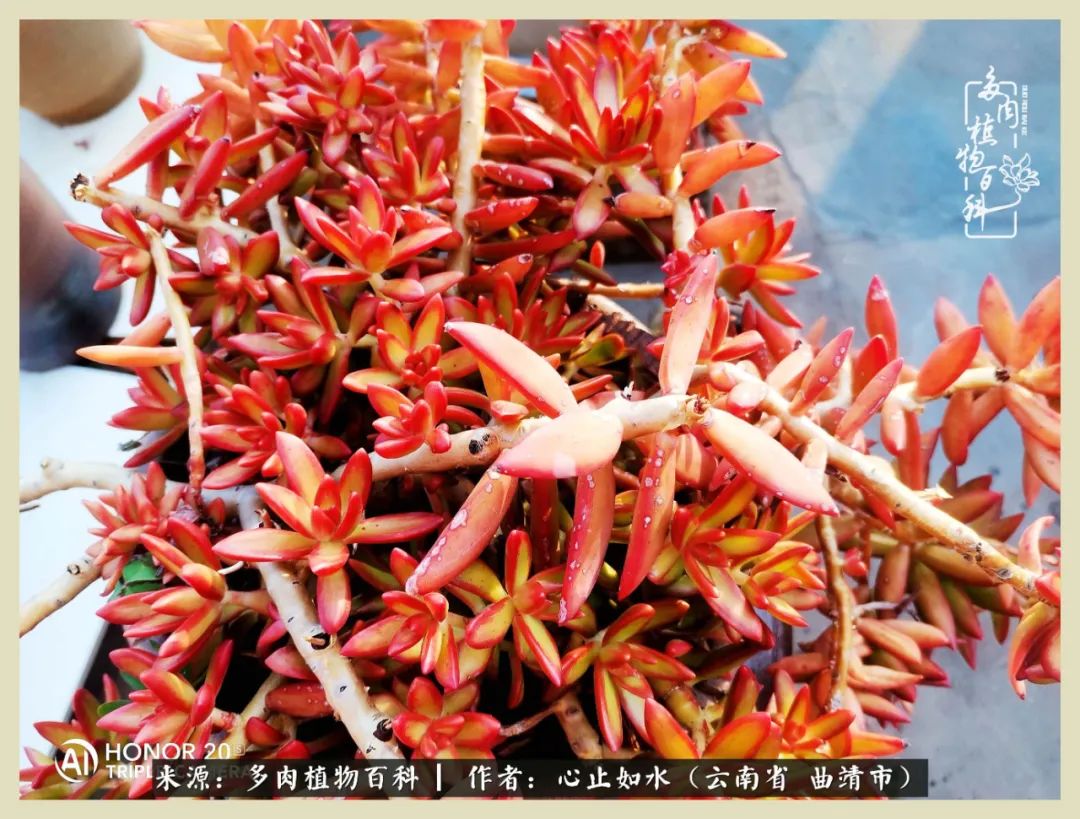 感谢陪伴感恩所有的遇见,让每个人都能感受到多肉的美好