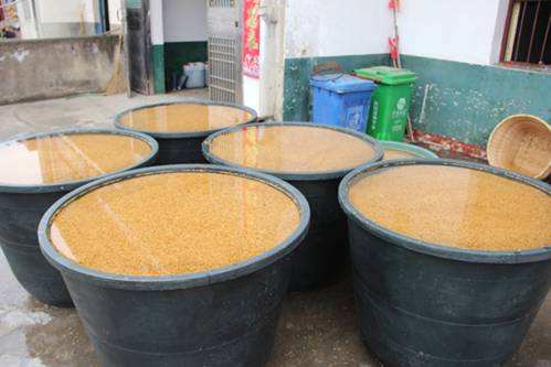 氰霜唑杀菌剂能防治水稻立枯病吗,水稻秧苗青枯病立枯病的补救措施