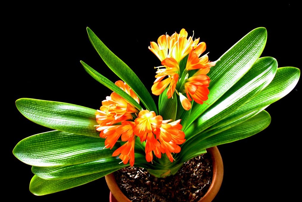 现在的君子兰怎么养小技巧图解,君子兰怎么养才能旺盛小妙招