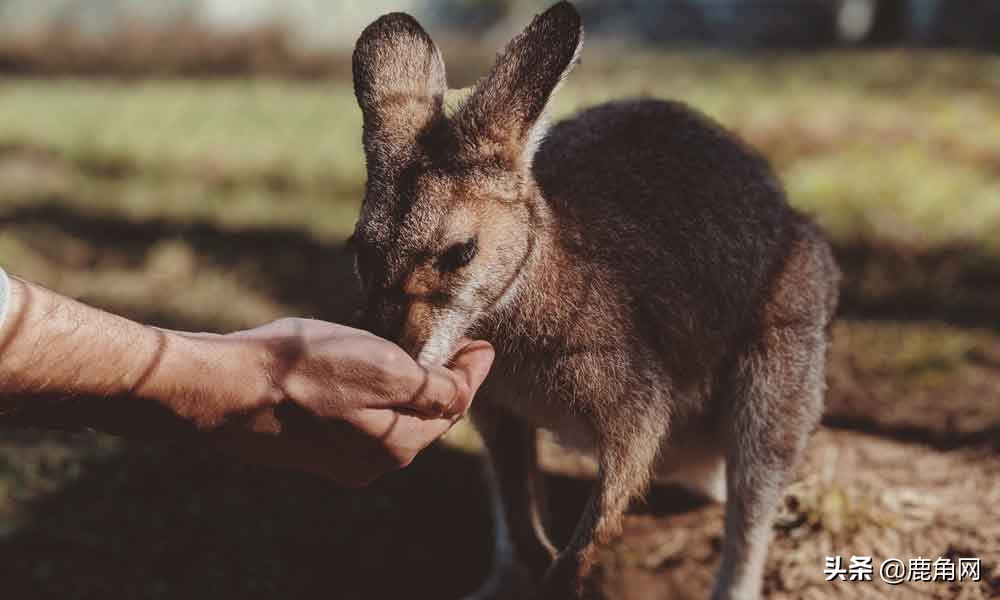 你知道哪种动物容易怀孕吗,动物怀孕会有孕反吗