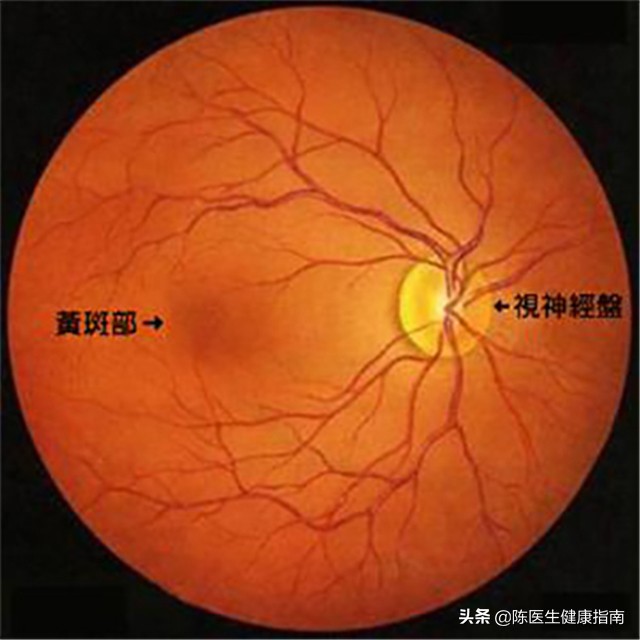 维生素B12补什么,维生素b12用来保健应该怎么吃